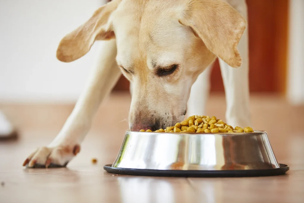 best dry food for dogs
