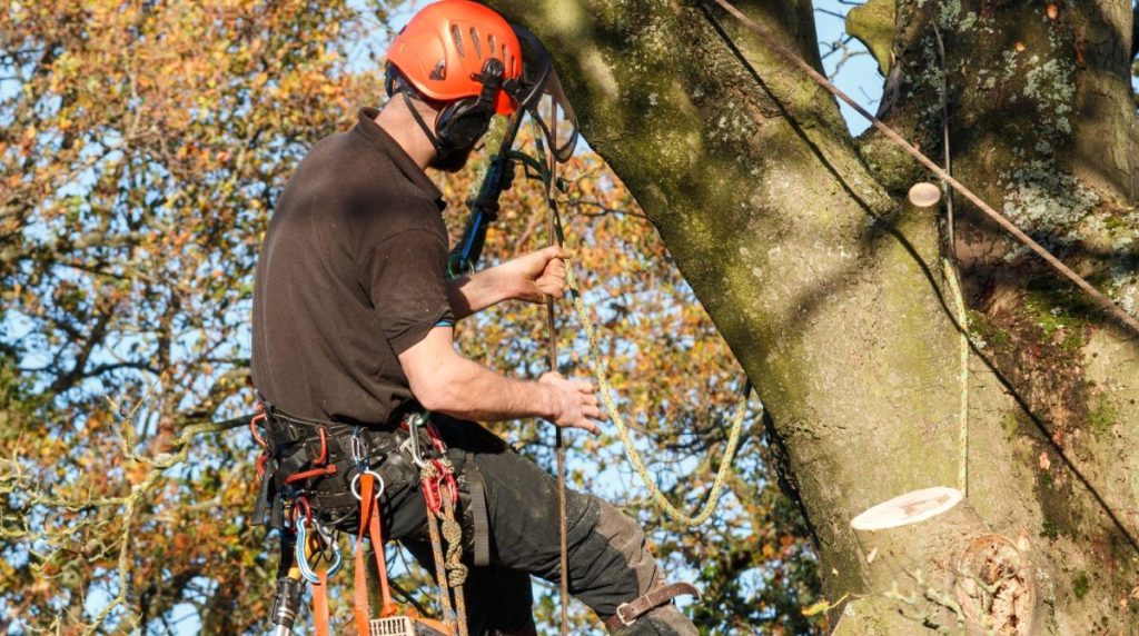 local Tree surgeons
