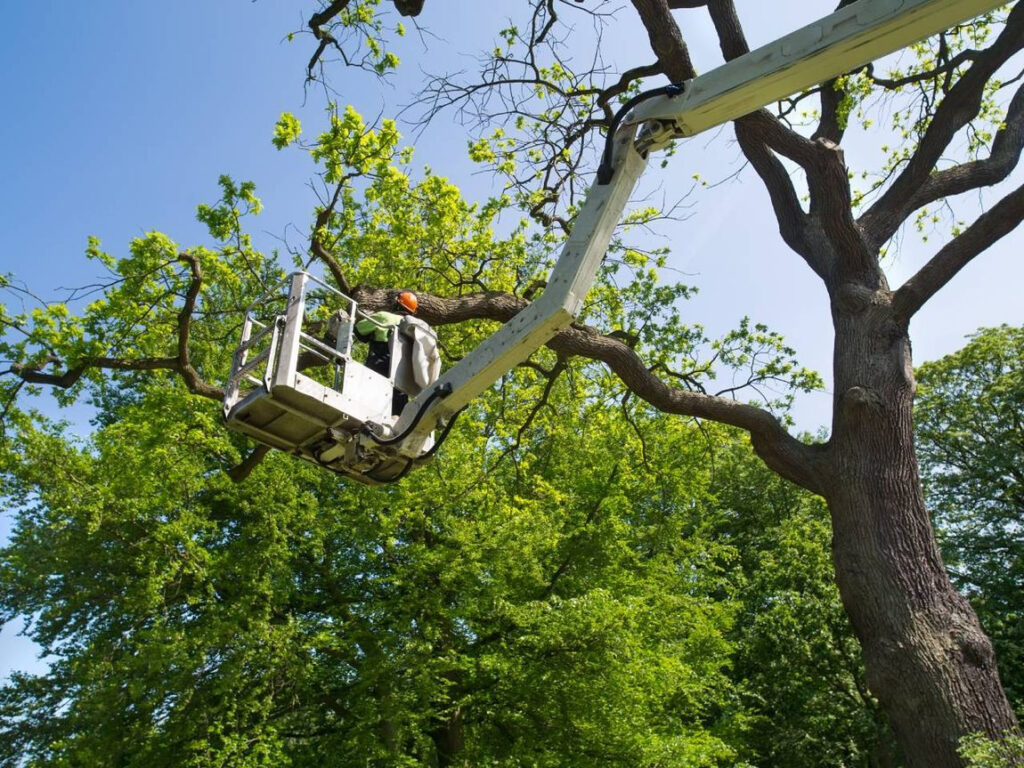 Tree service
